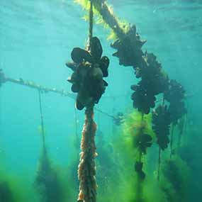 Cawthron-AQ-Aquaculture Biosecurity-biofouling ropes