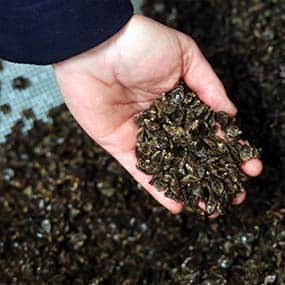 Cawthron-AQ-Shellfish Breeding