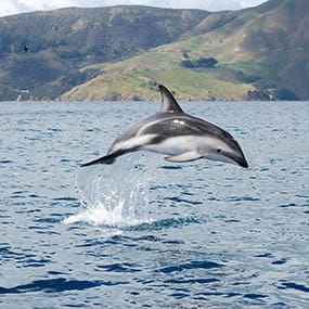 Cawthron-Ocean Monitoring and Effects Assessments-marine mammals