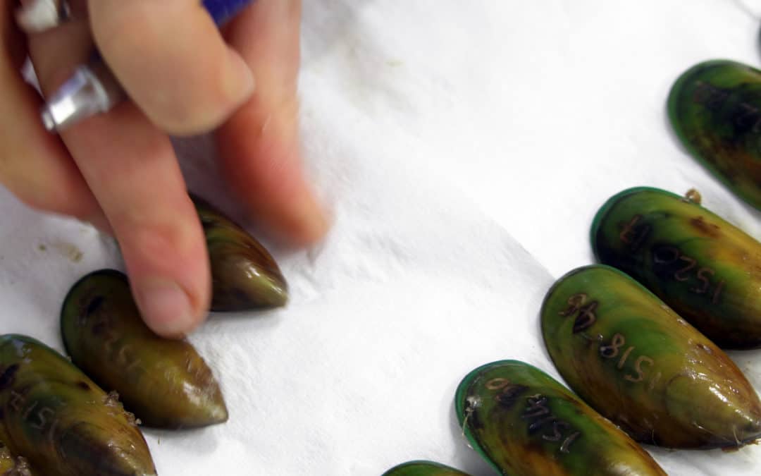Case Study: The science of shellfish aquaculture