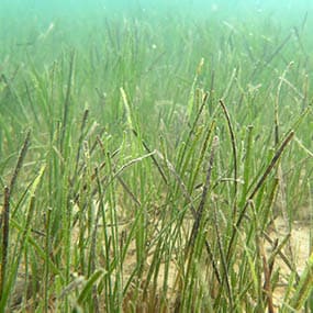 Seagrass health assesments