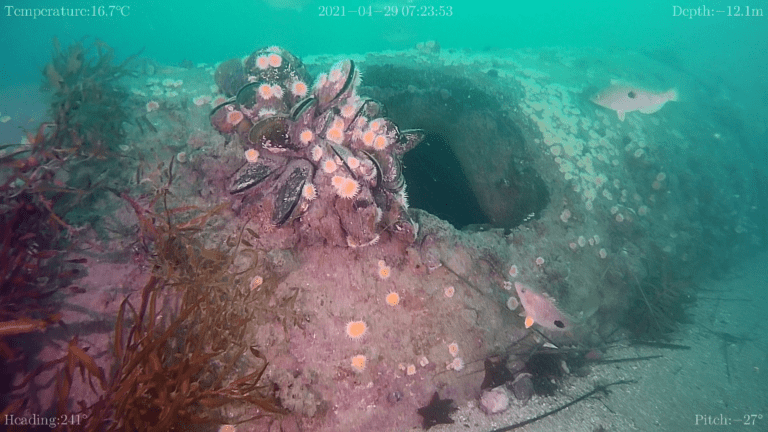 Underwater ROV camera captures Perna spotties and drift around coastal outfall