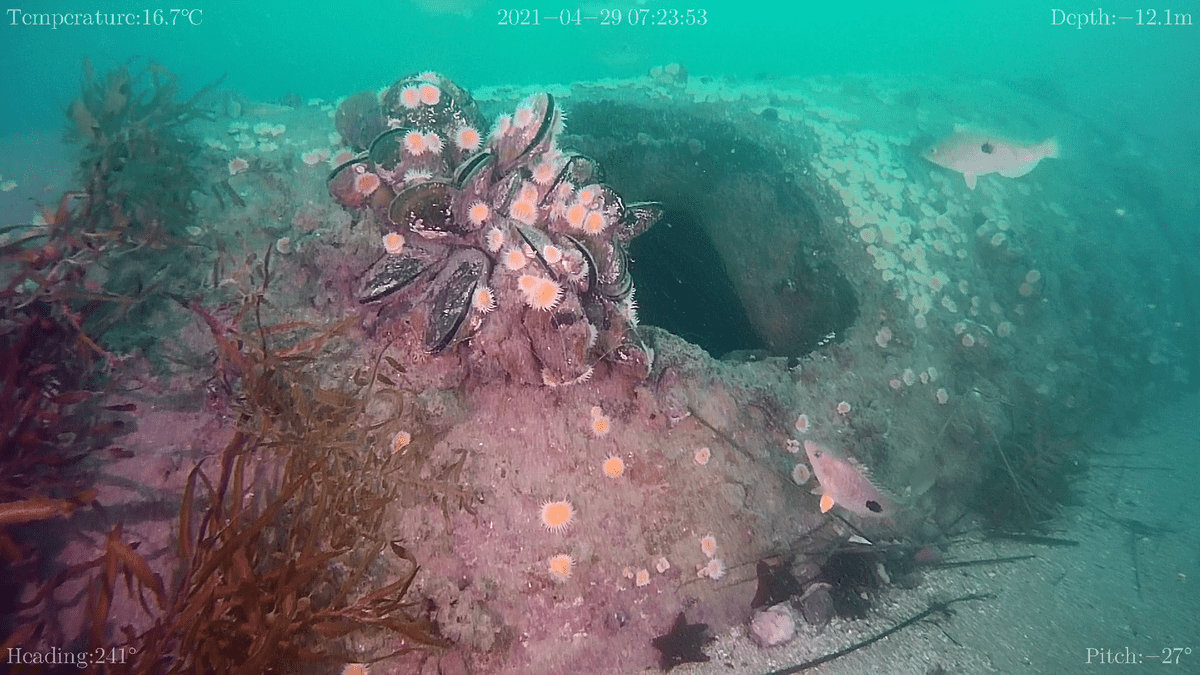 Underwater camera captures images of sewerage outfall for coastal environmental monitoring