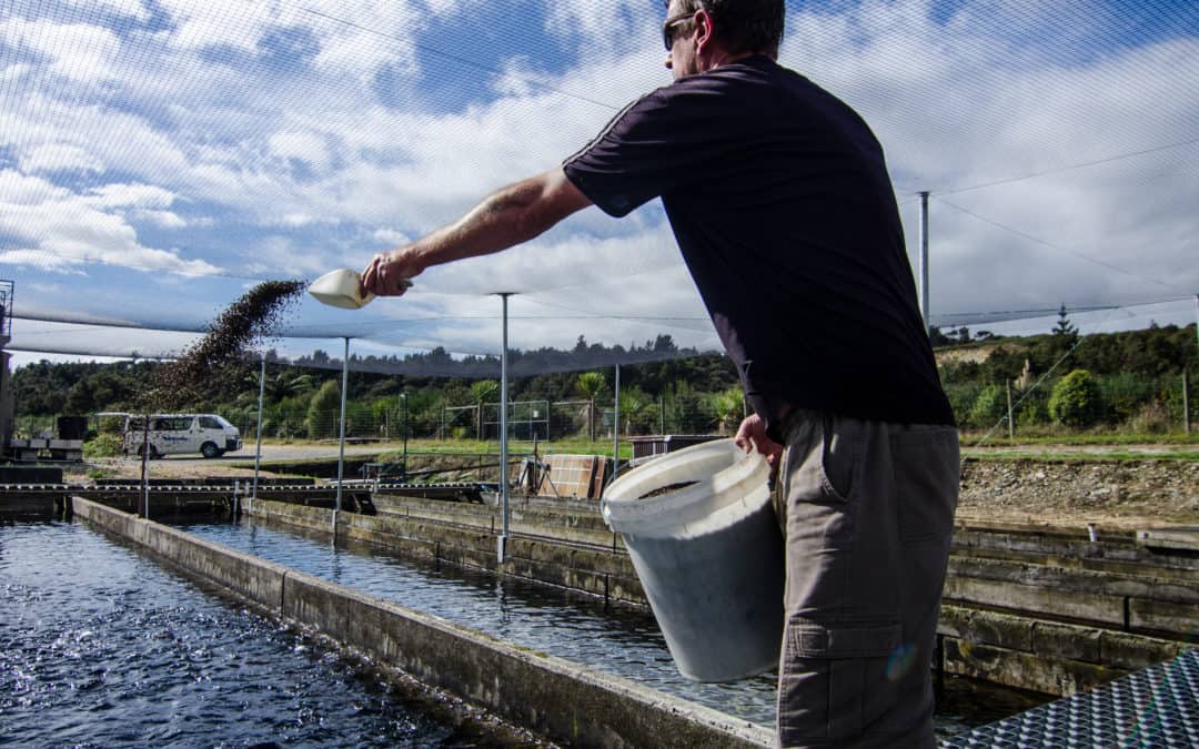 Salmon industry advisory group agrees to ‘shared challenges and priorities’ for research