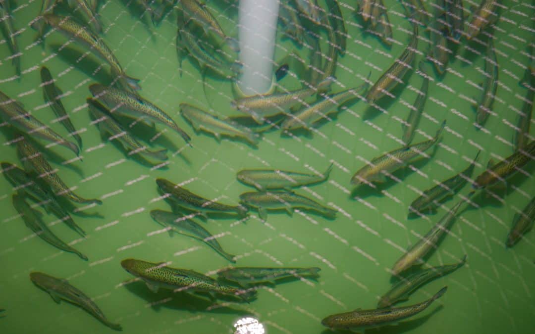 Case Study: The scientific impact of Cawthron’s salmon feed conversion efficiency research
