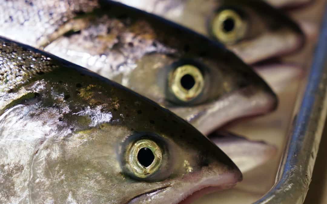 Seven-year King salmon nutrition project ends on high note
