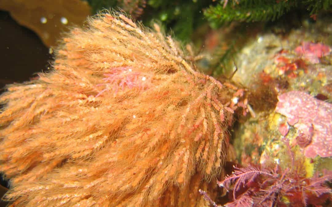 Six rimurimu/seaweed species could put Aotearoa New Zealand on the map