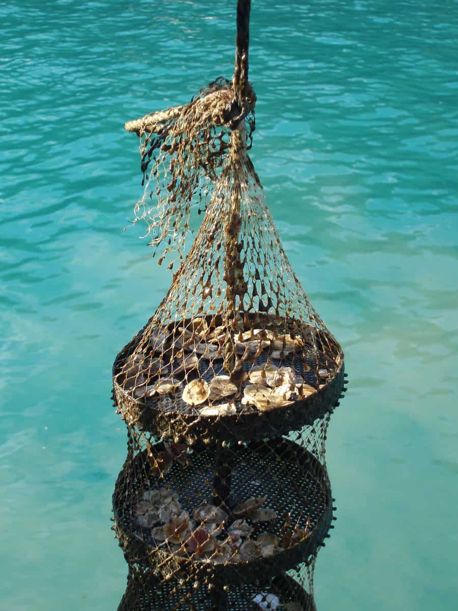 Cawthron_Aquatic Animal Health and Biosecurity_Scientists researching oysters