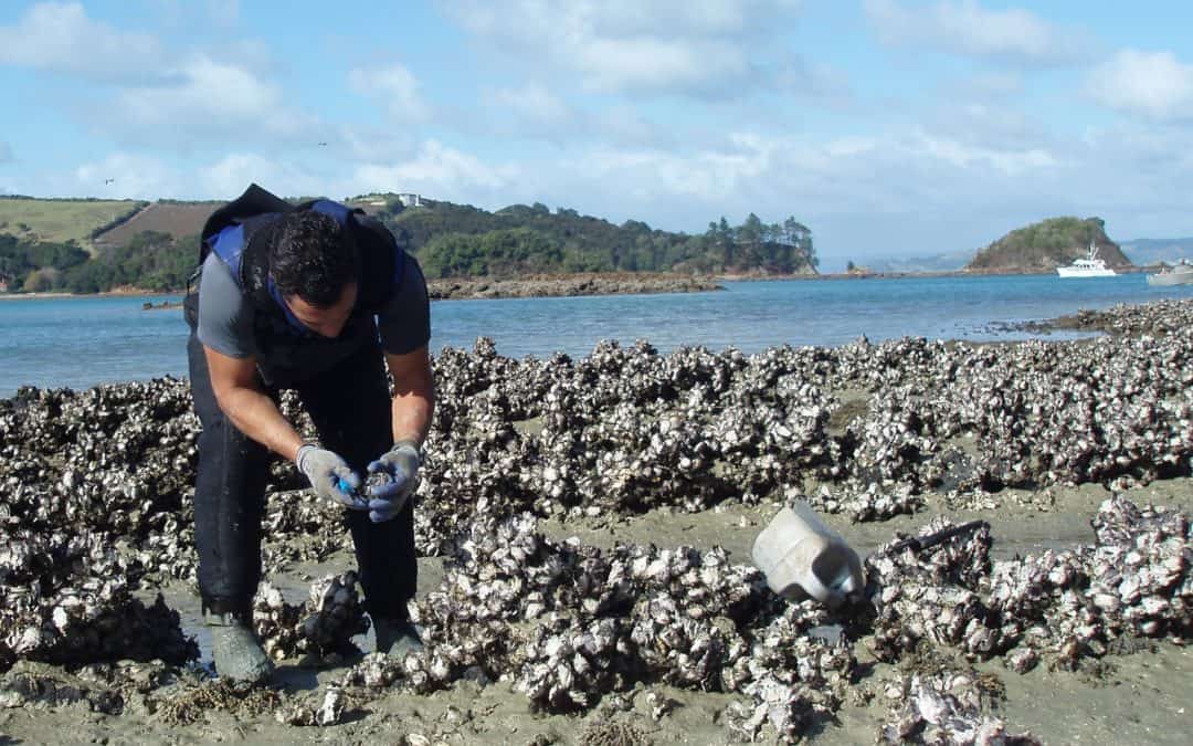 Case Study: Growing shellfish aquaculture through improved aquatic animal health