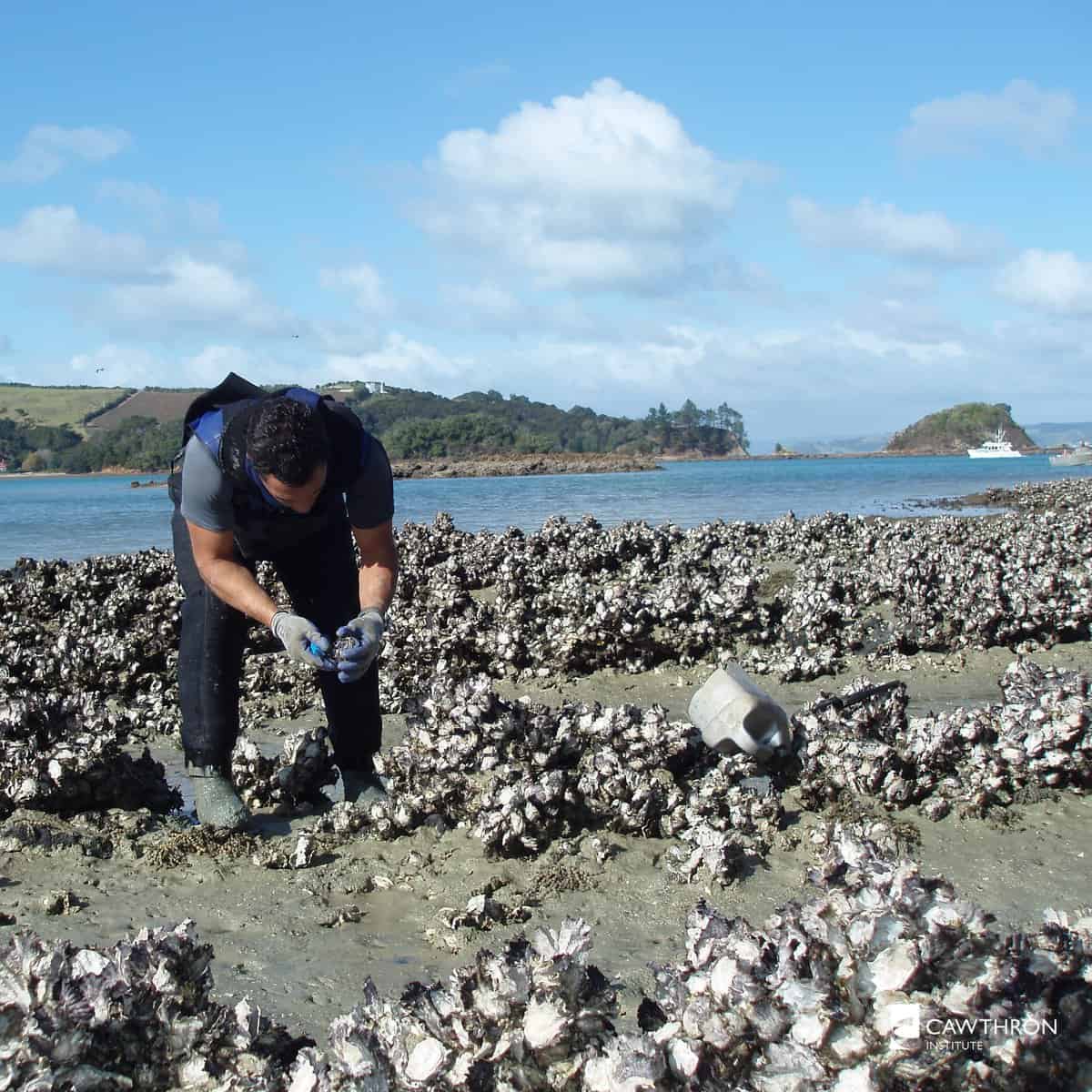 Cawthron_Aquatic Animal Health and Biosecurity_Scientists researching oysters