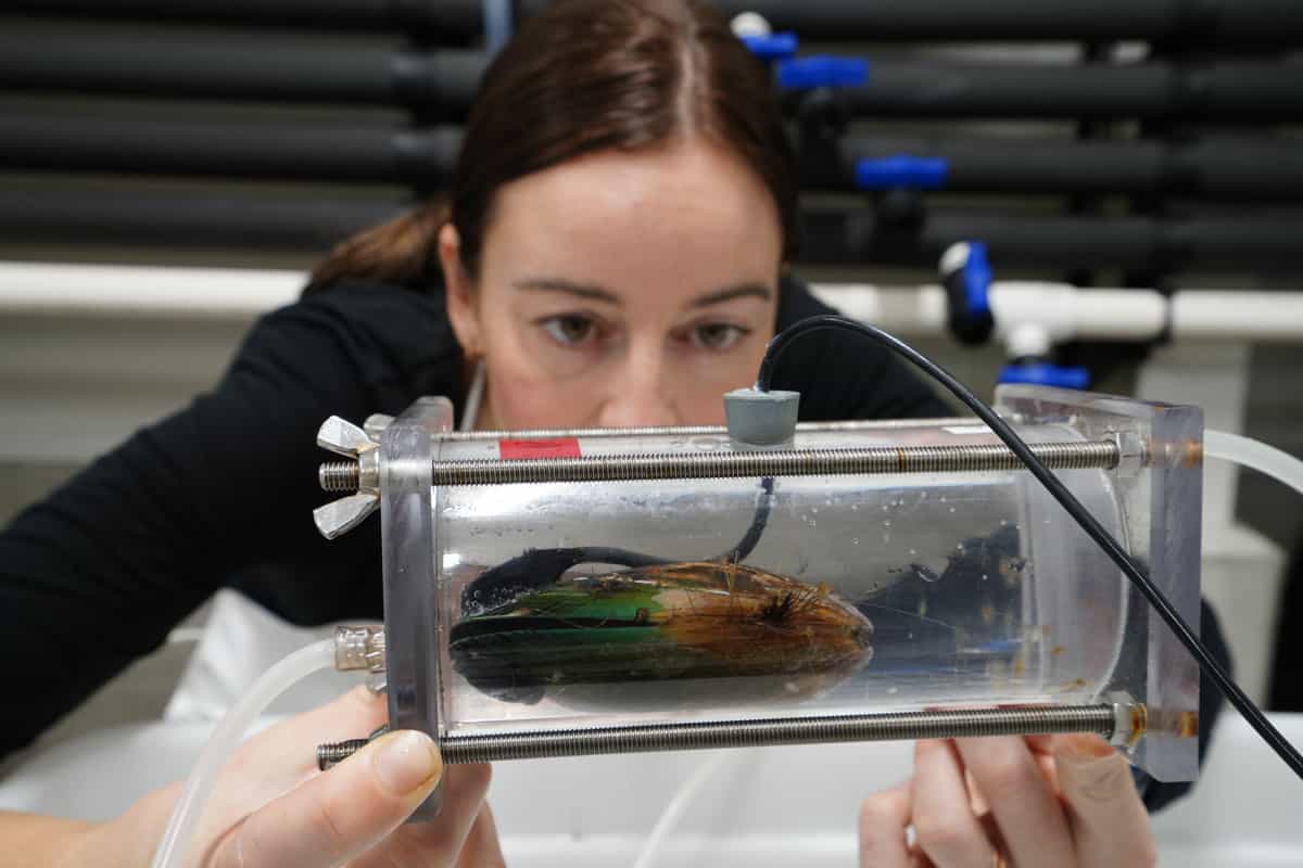 Laura Biessy in the laboratory at Cawthron Institute