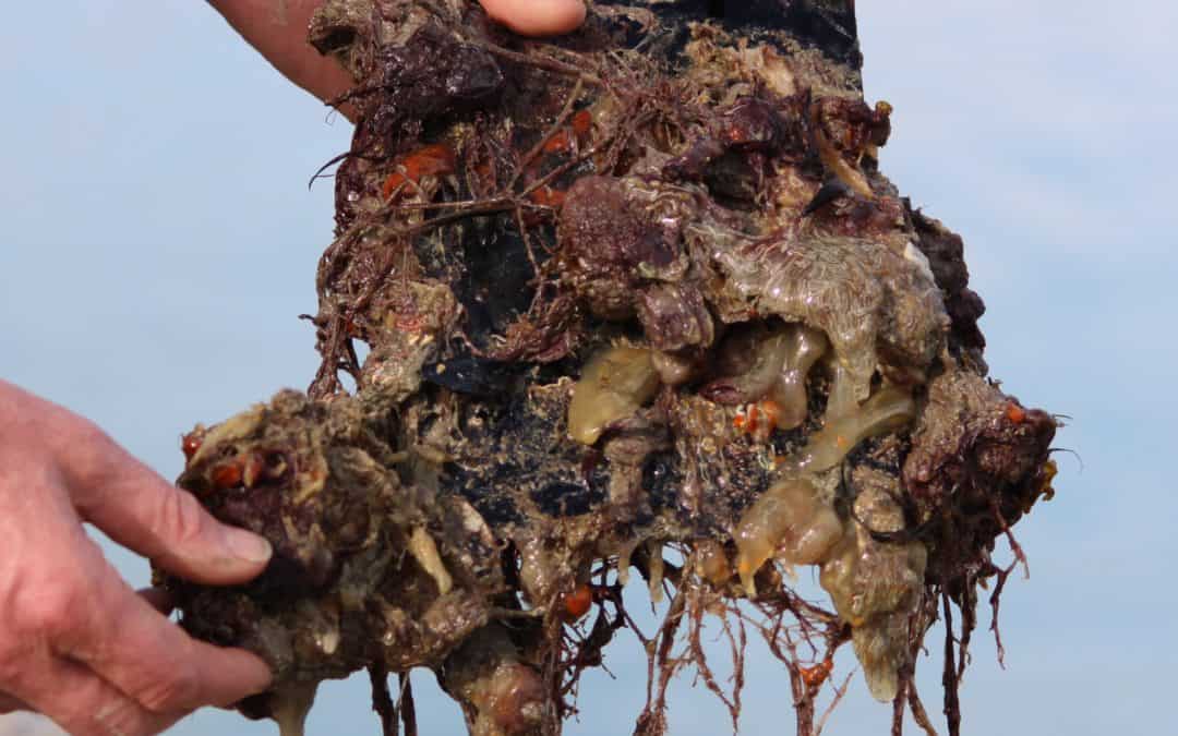 Opinion – Bioactive compounds have the potential to produce revolutionary new antifouling technologies