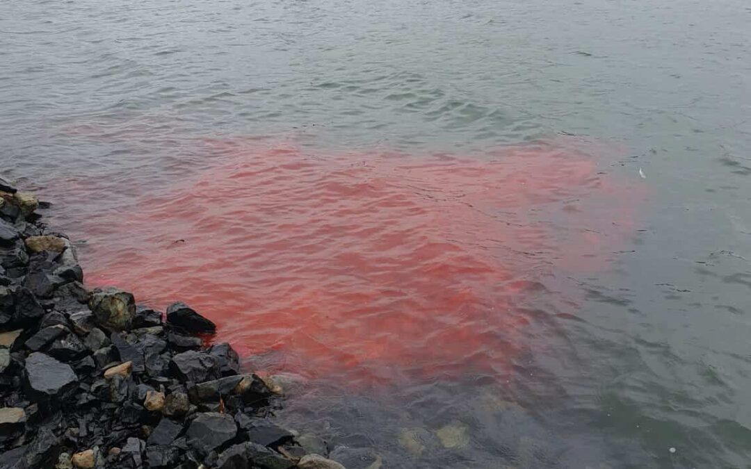 Cawthron led study aims to understand cause of microbial contamination in shellfish growing areas