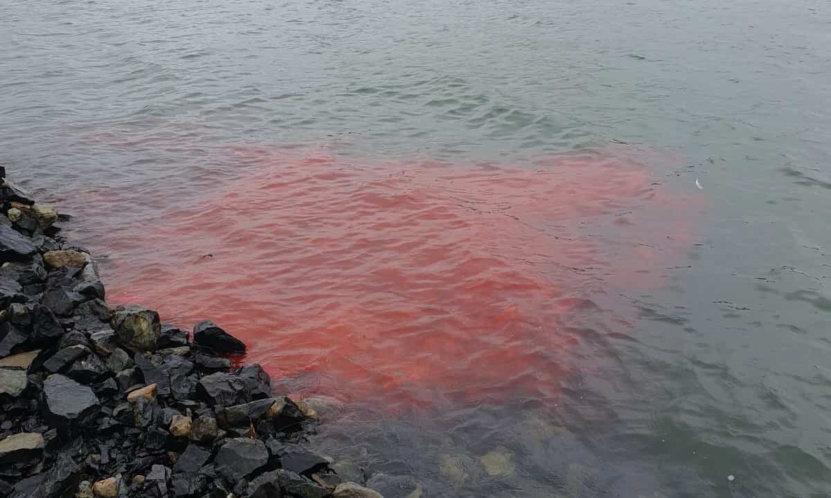 A dye study of microbial source tracking in Otago Harbour