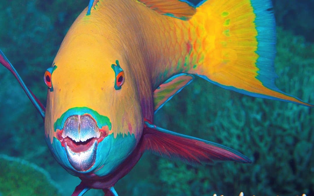 Case Study: Research seeks to understand the emerging seafood safety hazard of Ciguatera Poisoning