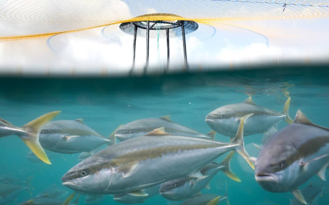 Cawthron Institute’s new ‘BeNeZe’ tool helps fish farmers tackle parasites