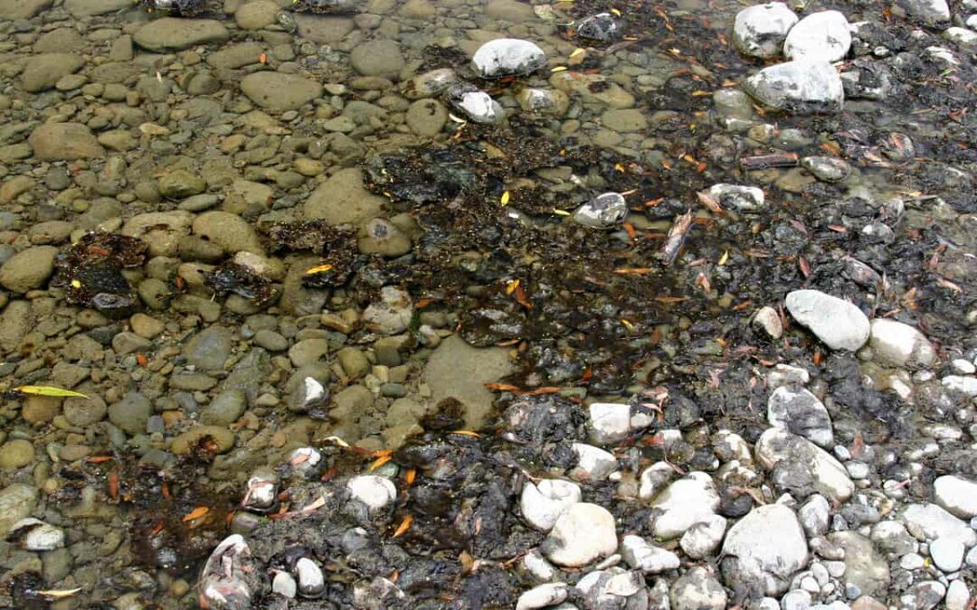 Cawthron releases updated educational video about toxic algae in our rivers