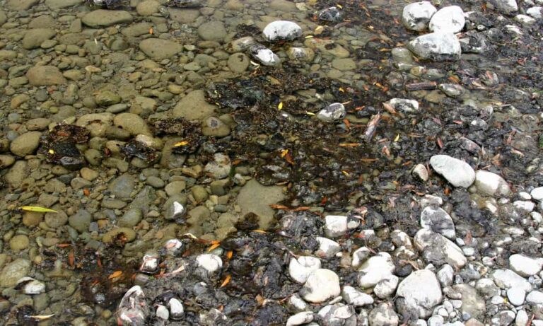 Benthic cyanobacteria at edge of a rocky river bed.