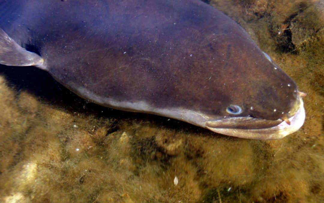 Cawthron scientists welcome Vision Mātauranga funding for tuna (eel) food safety monitoring project