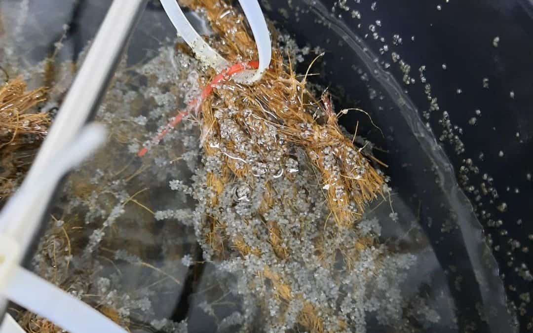 Cawthron researchers help develop capability for new Te-Whānau-ā-Apanui mussel hatchery