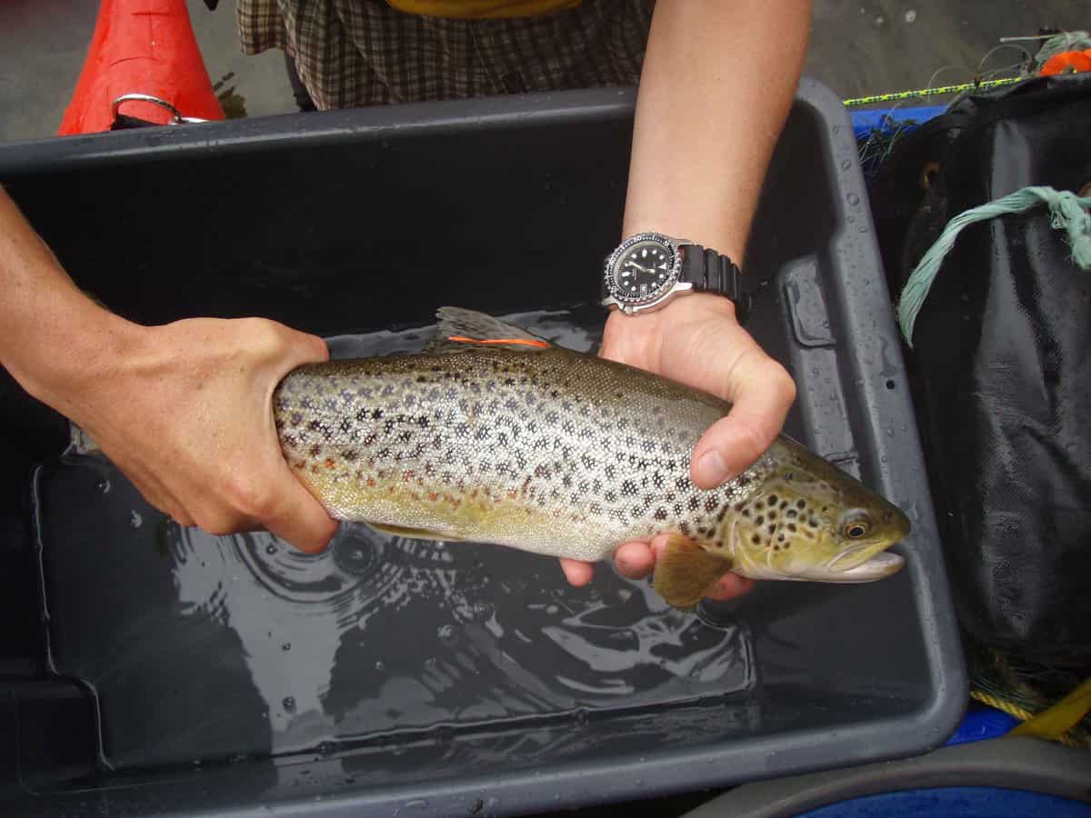 Salmonid Ecology Scholarship launched in late Brian Weatherhead’s name