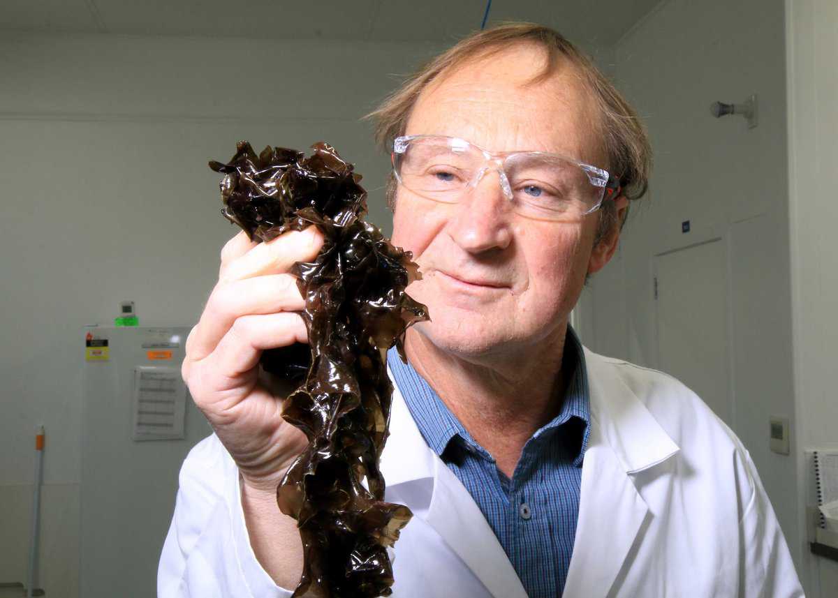 Dr Tom Wheeler, with a typical blade of karengo