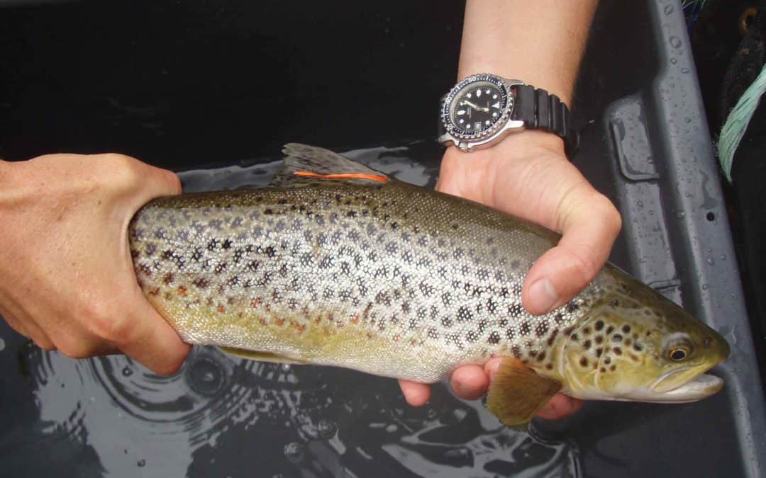 Salmonid Ecology Scholarship launched in late Brian Weatherhead’s name
