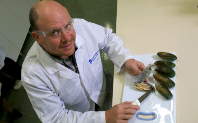 ‘Musseling Up’ clinical study confirms mussels reduce knee pain in post-menopausal women