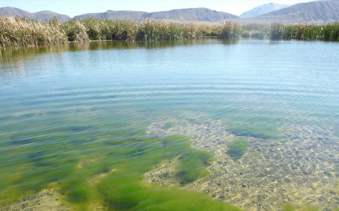 Cawthron scientists lead global research project to solve ‘green bottom’ lake algae puzzle