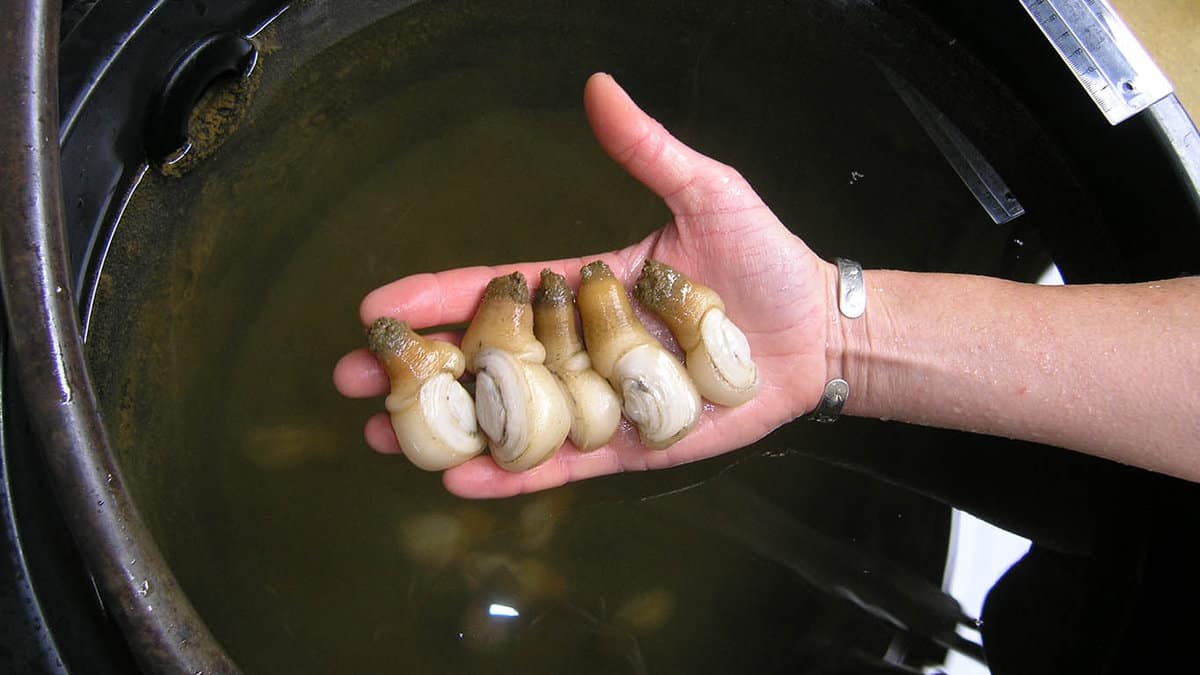 Cawthron_AQ_Species Diversification_Geoduck