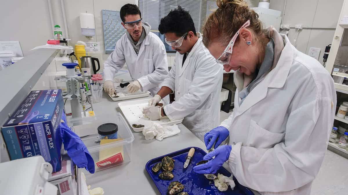 Three scientists dissecting oysters