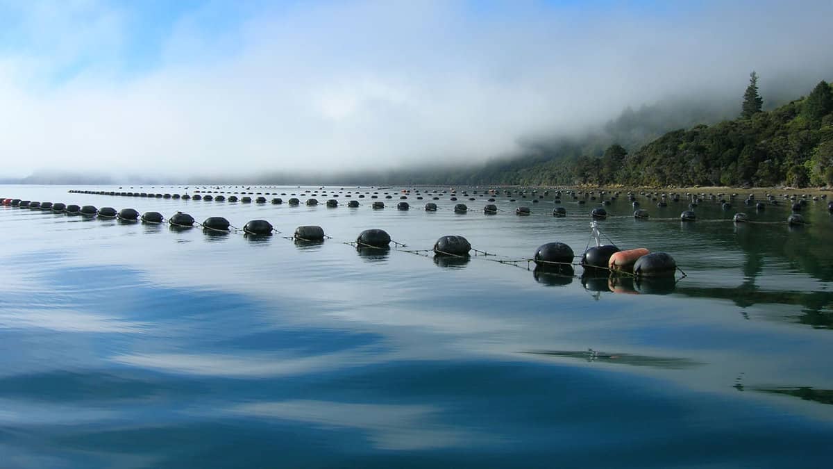 Mussel floats on the surface of the sea in Marlborough's Queen Charlotte Sound