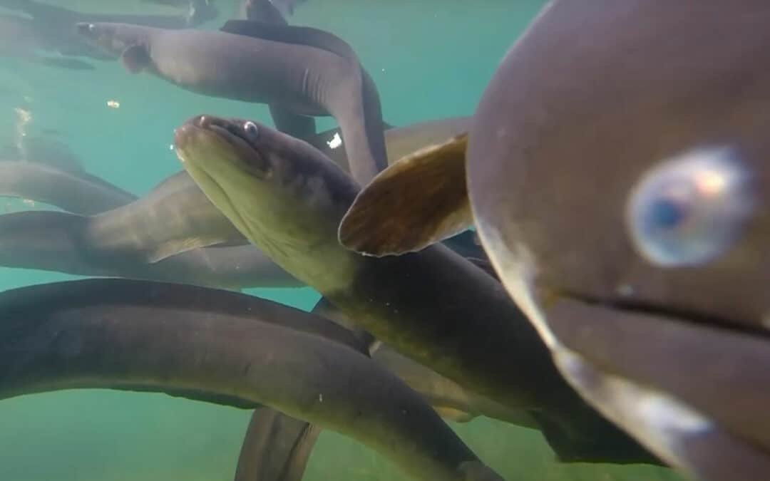 New eDNA tool used to detect tuna (eel)