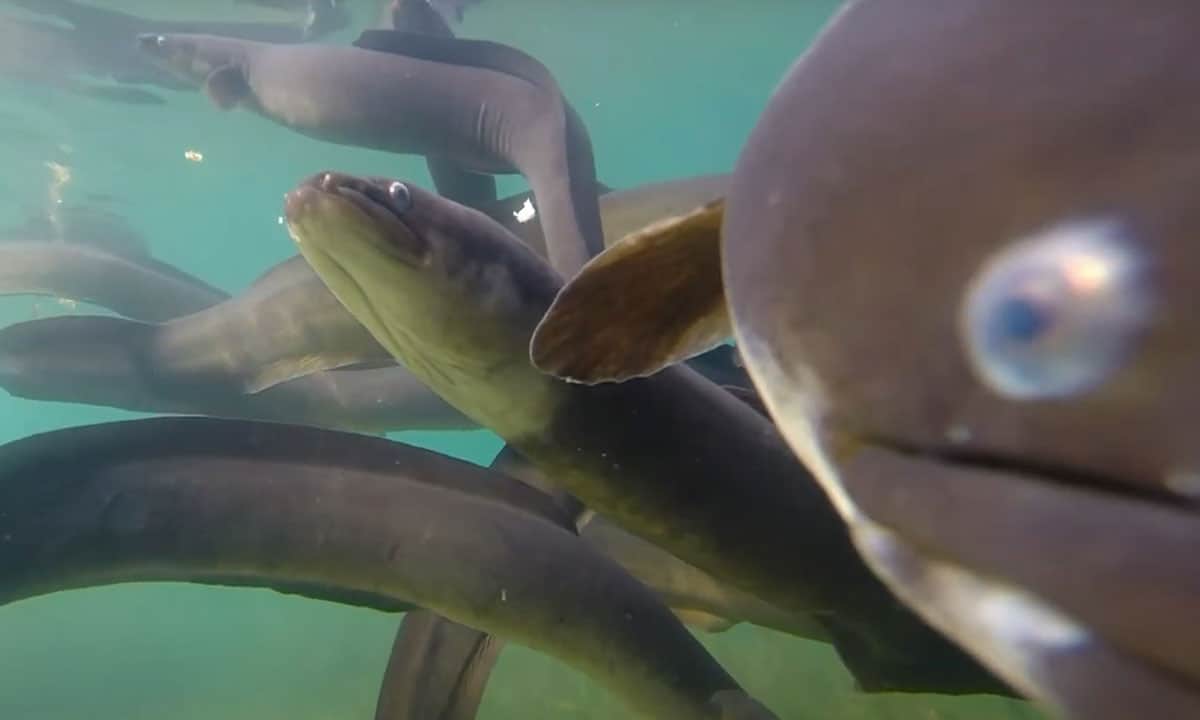 Tuna-eels-underwater-1220x720px Shellfish Tower