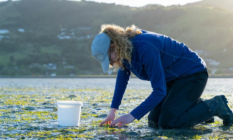 woman looking at seagrass in estuary