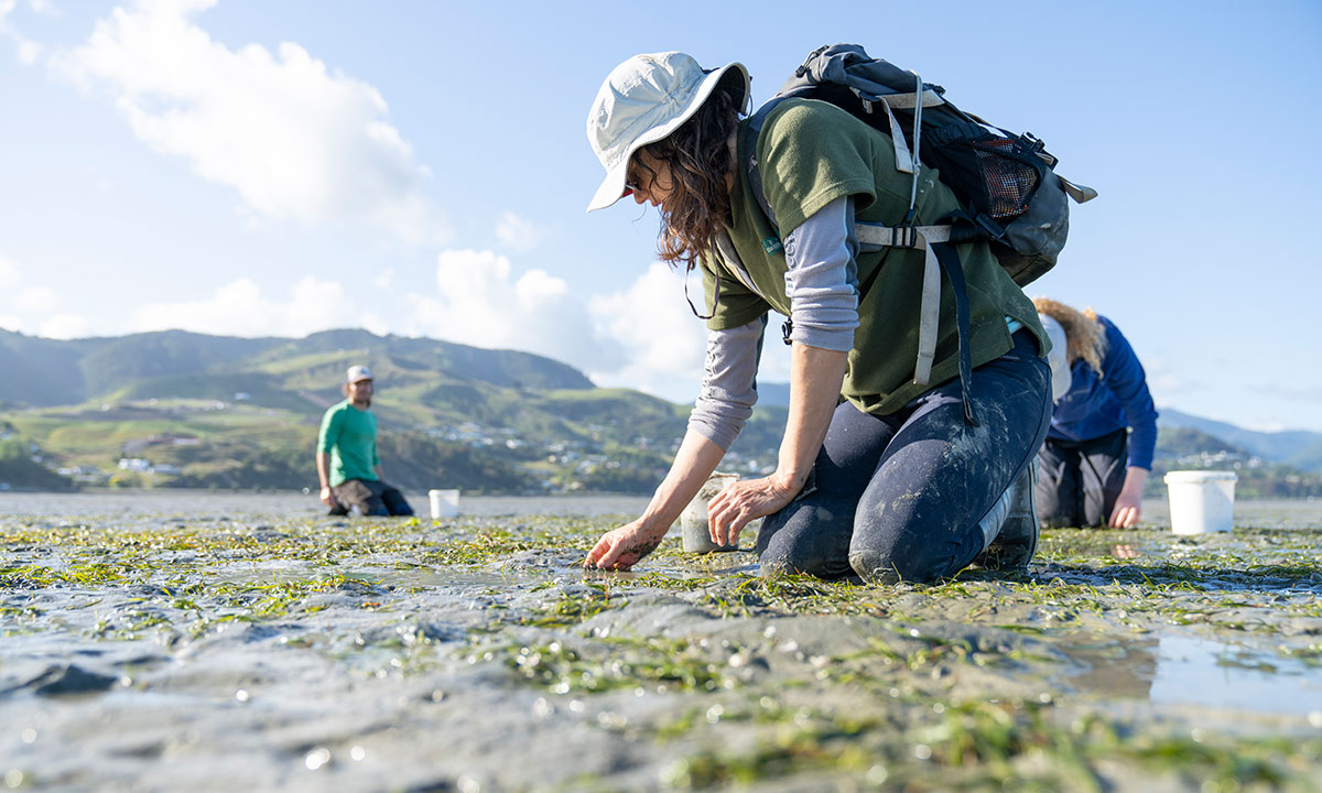 woman collecting seagrass in an estuary