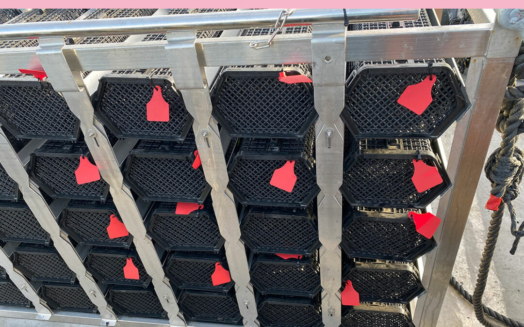 Case Study: New open ocean oyster farming technologies on trial