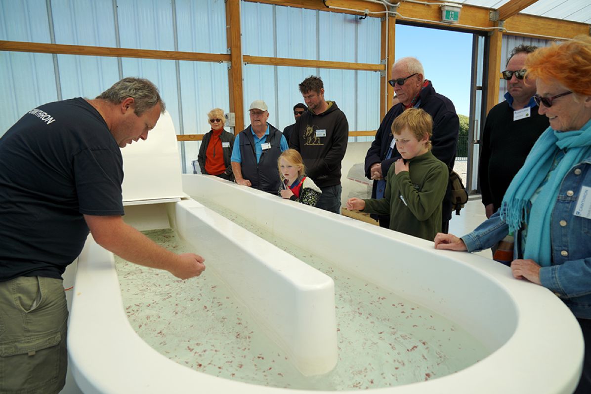 Matt Miller with greenshell mussels in lab