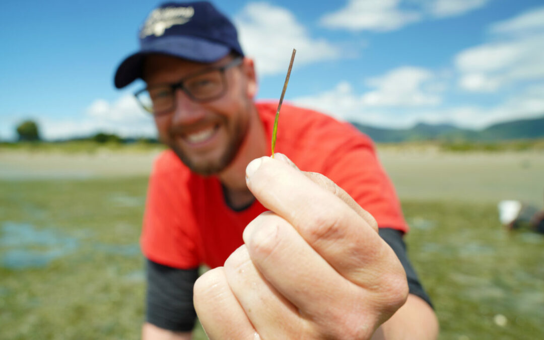 Westpac helps Cawthron restore seagrass meadows