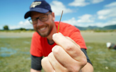 Westpac helps Cawthron restore seagrass meadows
