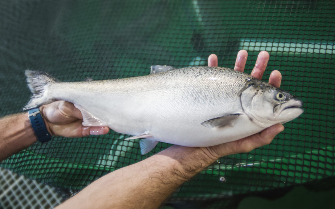 Fast-Tracking Finfish Climate Change Adaptation Research Programme