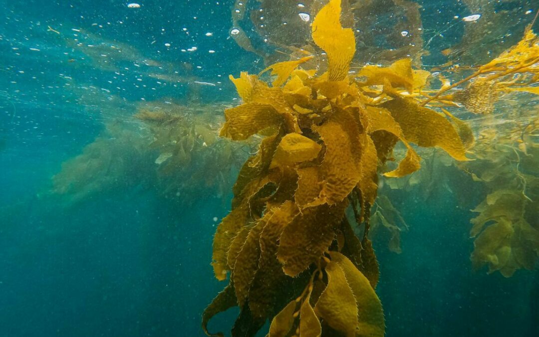 New global research initiative investigates carbon sequestration potential of kelp