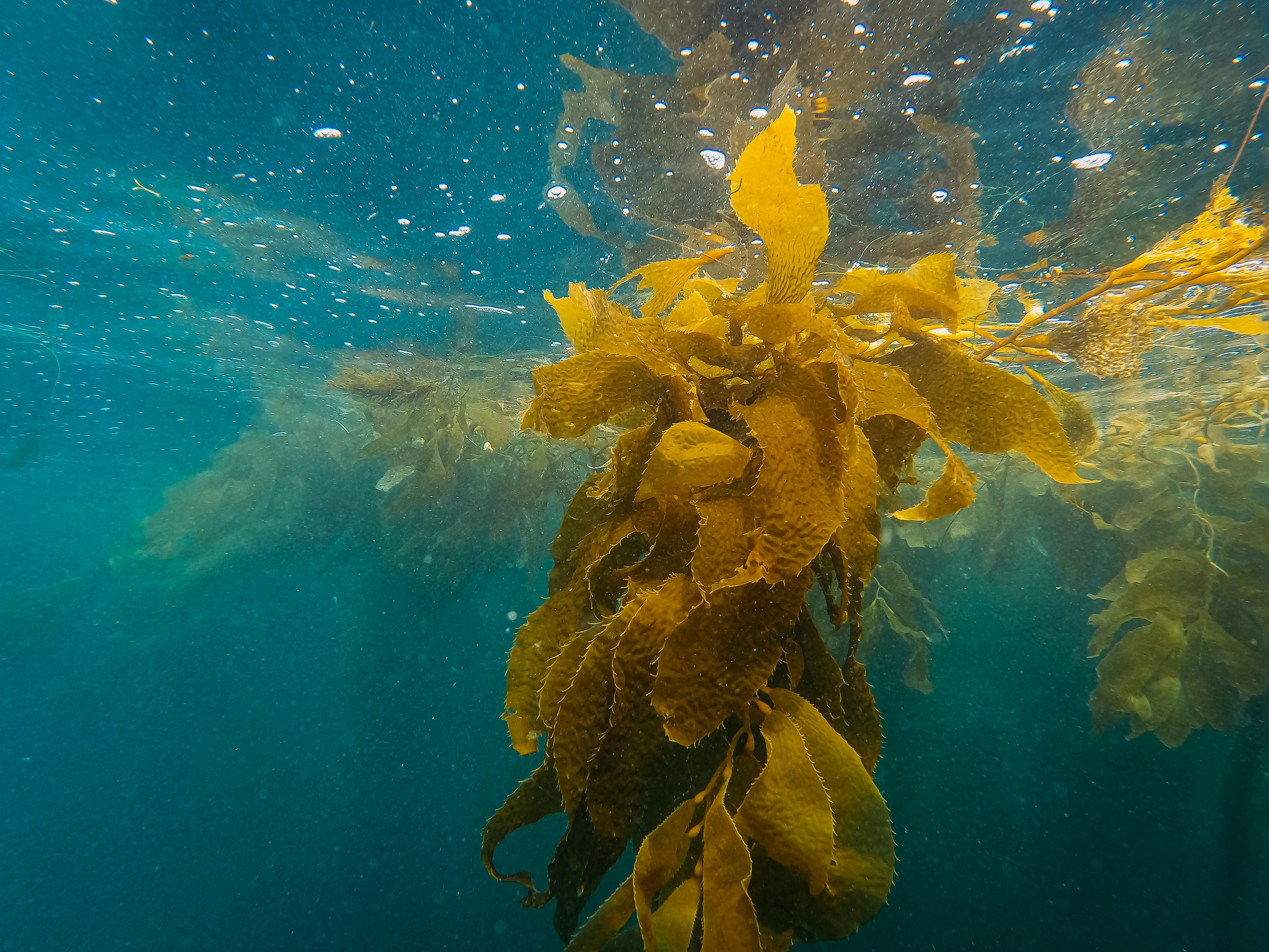 Kelp-stock-image-pexels-kindel-media-8849640 Laura Biessy in the laboratory at Cawthron Institute