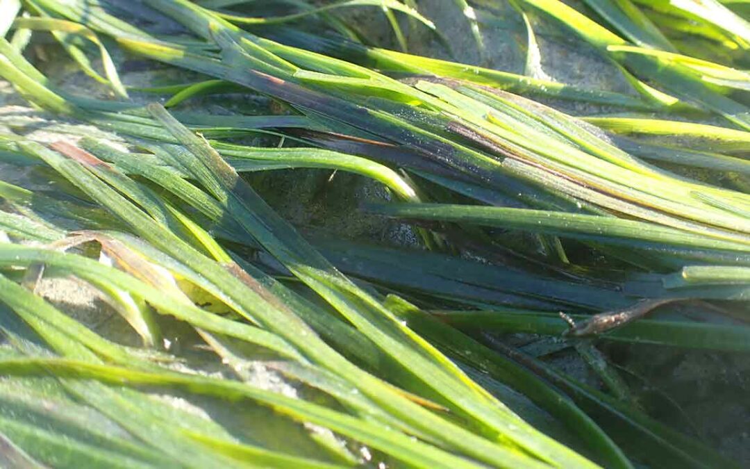 New blueprint aims to scale up seagrass restoration to boost biodiversity and ecosystem health