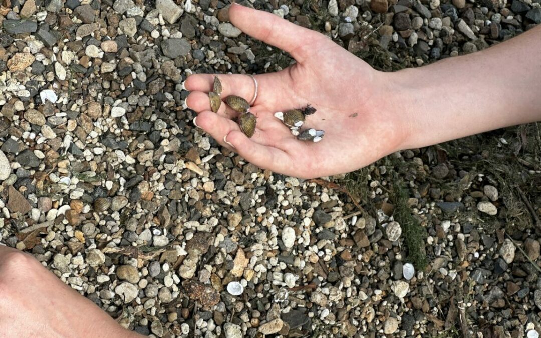 New study models NZ habitats most vulnerable to Gold Clam invasion