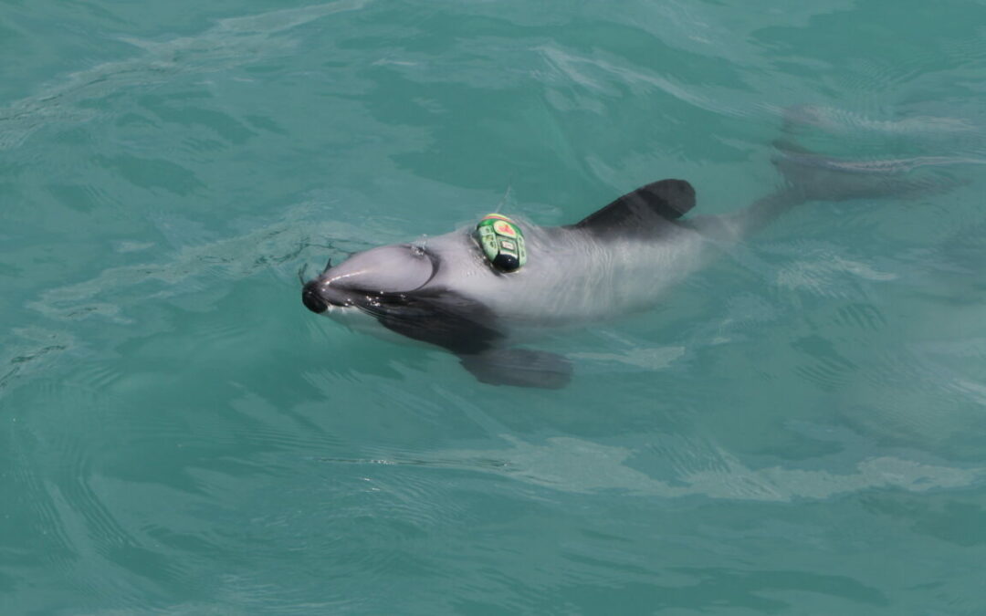 Trial of new monitoring technology sheds light on the hidden lives of Hector’s dolphins 