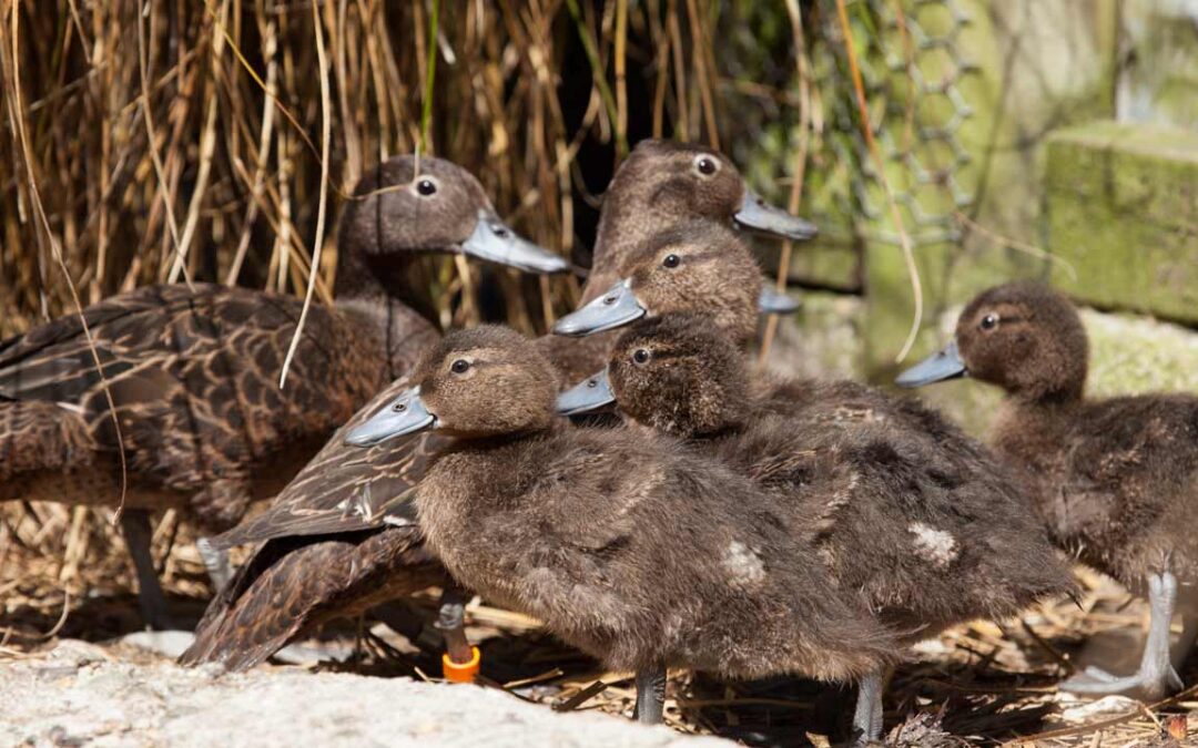 Urgent Action Needed to Prevent Extinction of Pāteke on Aotea Great Barrier Island
