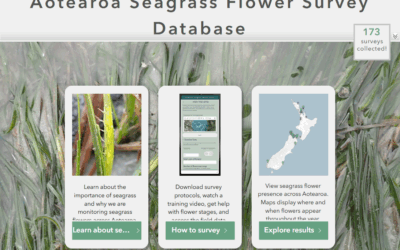 New national database to map seagrass flowering