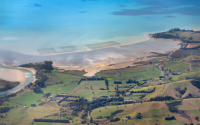 Case Study: Strengthening Aotearoa New Zealand’s shellfish industries through selective breeding