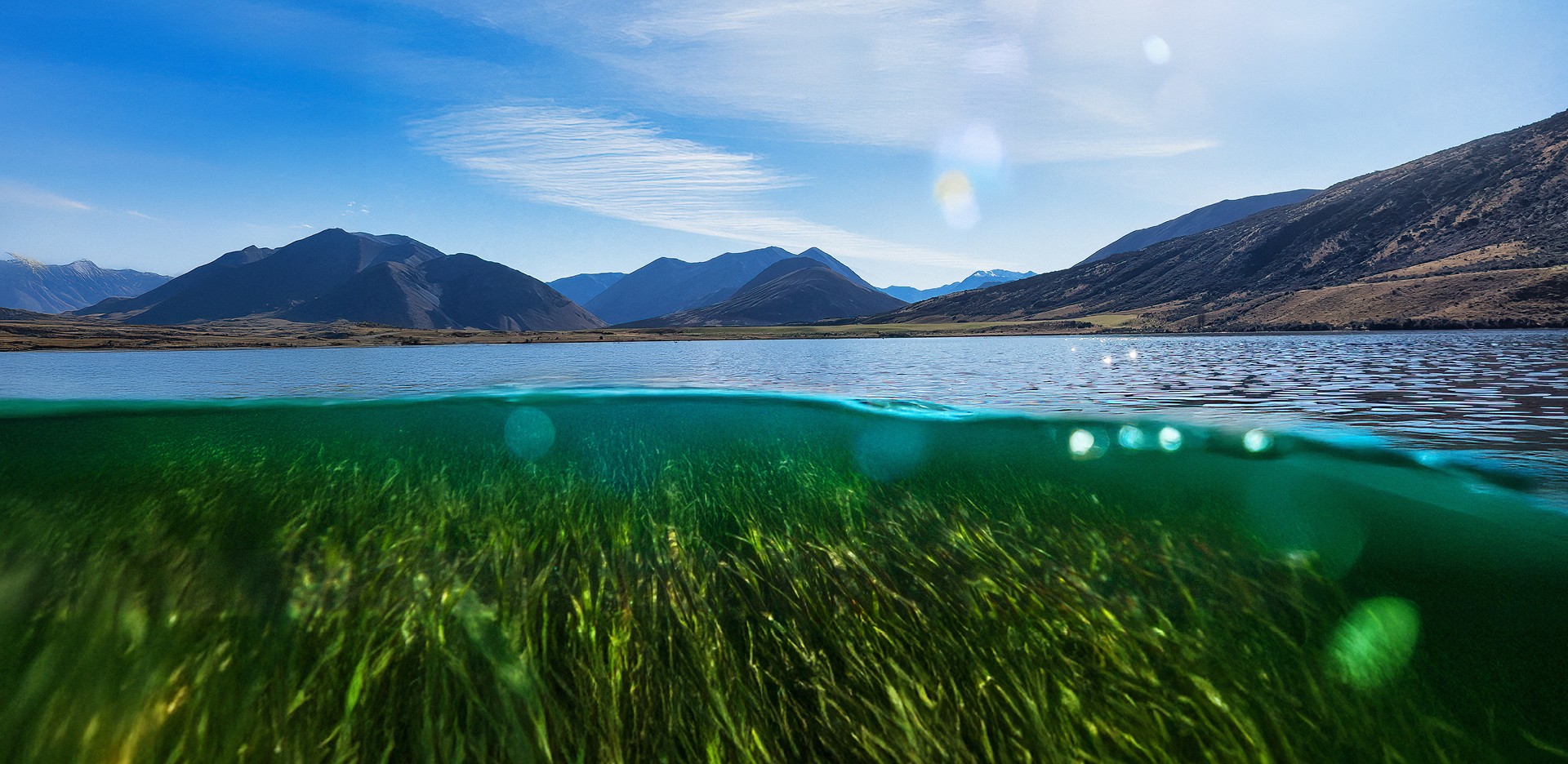 Mussel floats on the surface of the sea in Marlborough's Queen Charlotte Sound